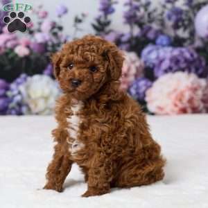 Benji, Miniature Poodle Puppy